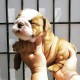 Ogłoszenie darmowe. Lokalizacja:  Salem. BUY / SELL - Pets. English Bulldog puppies for Re-homing!.