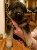 Ogłoszenie darmowe. Lokalizacja:  Montgomeryville Pa. BUY / SELL - Pets. German Shepherd puppies  AKC REGISTER.