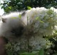 Ogłoszenie darmowe. Lokalizacja:  LAWRENCEVILLE/TRENTON. ARCHIVES - All. White Persian Himalayan Kittens for.