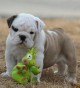 Ogłoszenie darmowe. Lokalizacja:  Miami Florida. ARCHIVOS - Todos.  
Geniales bull dog puppies disponible..