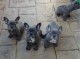 Ogłoszenie darmowe. Lokalizacja:  CROCKETT. ARCHIVES - All. French Bulldog Puppies For Sale..