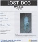 Ogłoszenie darmowe. Lokalizacja:  Trenton. ARCHIVOS - Todos. ¡Se ha perdido un perro!.