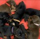 Ogłoszenie darmowe. Lokalizacja:  Pemberton NJ.. BUY / SELL - Pets. Doberman puppies 6 girls strong.