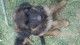Ogłoszenie darmowe. Lokalizacja:  CaleNJ. ARCHIVES - All. For sale puppy German shepherd.