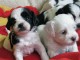 Ogłoszenie darmowe. Lokalizacja:  Trenton  NJ. ARCHIVES - All. Maltese/ Bichion Puppies 2011 available.