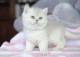 Ogłoszenie darmowe. Lokalizacja:  world. BUY / SELL - Pets. Adorable british shorthair kitten looking.