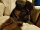 Ogłoszenie darmowe. Lokalizacja:  Pa/NJ/NY. BUY / SELL - Pets. German Shepherd puppie for sale.