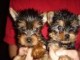 Ogłoszenie darmowe. Lokalizacja:  dallas TX. ARCHIVES - All. Teacup Yorkie Puppies for Adoption.
