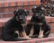Ogłoszenie darmowe. Lokalizacja:  Whole World. BUY / SELL - Pets. German Shepherd puppies for Re-homing..