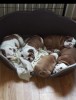 Ogłoszenie darmowe. Lokalizacja:  Atlantic City, NJ. BUY / SELL - Pets. ENGLISH Bulldog puppies for Re-homing!.