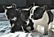 Ogłoszenie darmowe. Lokalizacja:  Austin,Tx. BUY / SELL - Pets. Trained French Bulldog puppies. They.